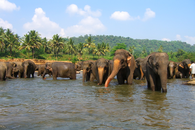 Sri Lanka, Pinnawela Elephant Orphanage